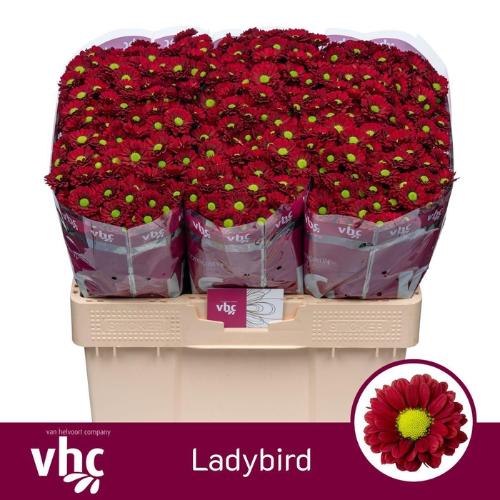 Chrysanthemum (Indicum Grp) tros santini Ladybird