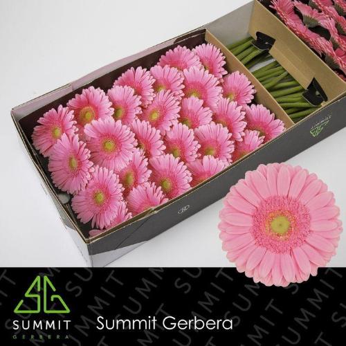 Gerbera grootbloemig Glossy