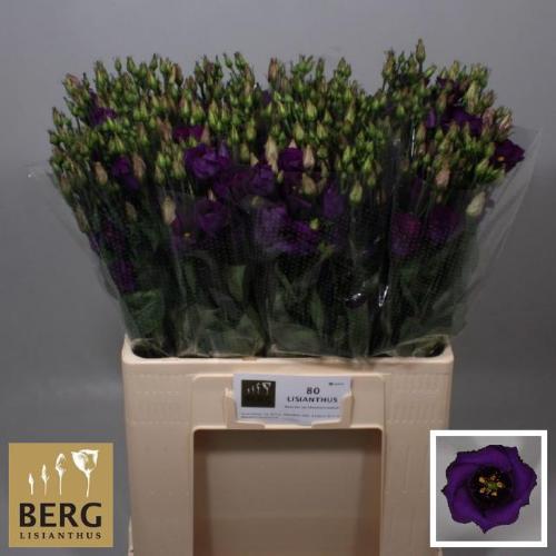 Eustoma russellianum enkelbloemig 'Piccolo Violet'