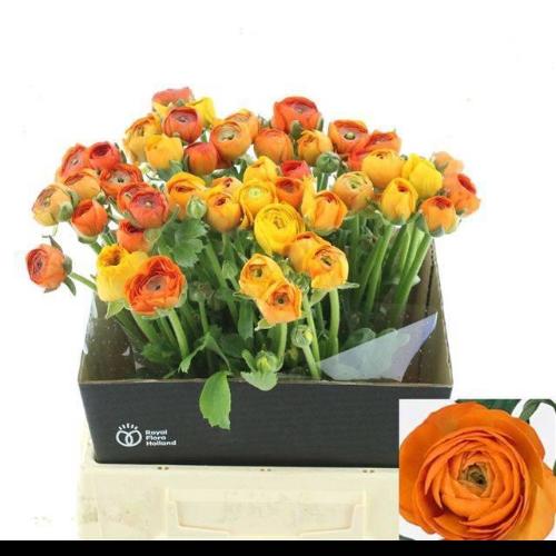 Ranunculus asiaticus 'Elegance Orange'