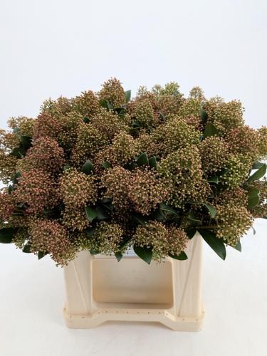 Skimmia japonica per bos 'Snow White'