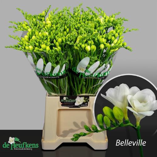 Freesia dubbelbloemig Vivre