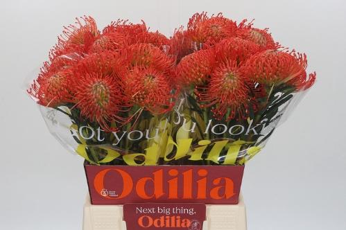 Leucospermum cordifolium 'Succession'
