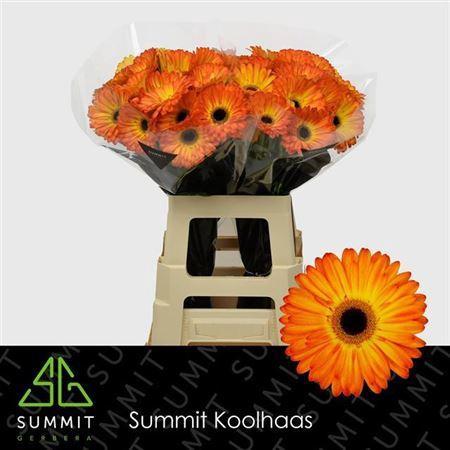 Gerbera grootbloemig 'Catwalk'