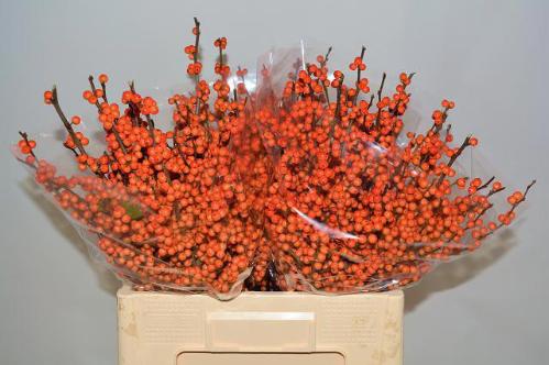 Ilex verticillata 'La Range'