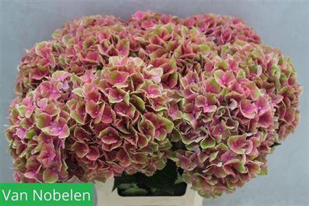 Hydrangea macrophylla Sweet Esperance