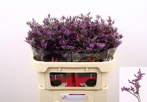 Limonium Safora Dark Blue