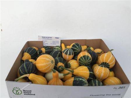 Siervruchten per stuk Cucurbita pepo 'Pear Bicolor'