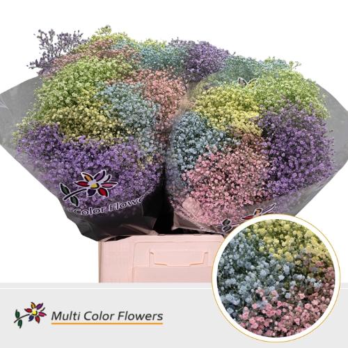 Gypsophila overig kleurbehandeld H%