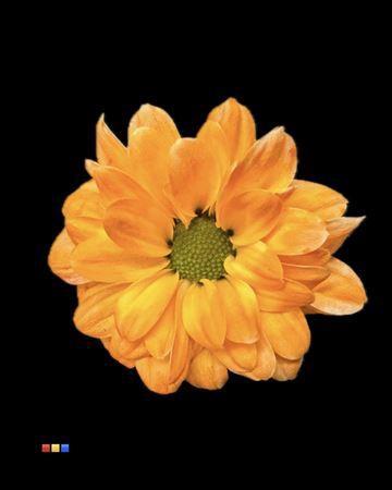 Chrysanthemum Indicum Grp tros santini kleurbehandeld H%