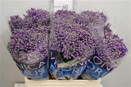 Veronica Smart Fountain