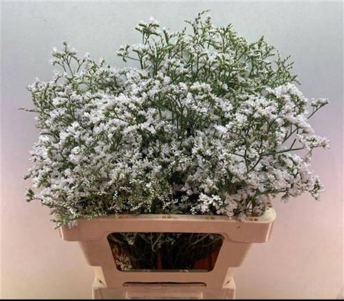 Limonium caspium 'White Neto'