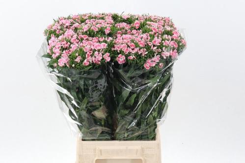 Campanula medium 'Champion Lilac'