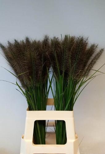 Pennisetum alopecuroides 'Redhead'