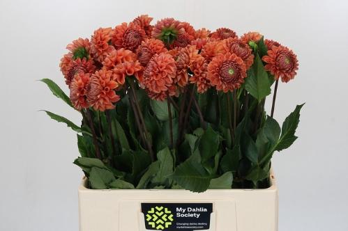 Dahlia 'Cornel Bronze'