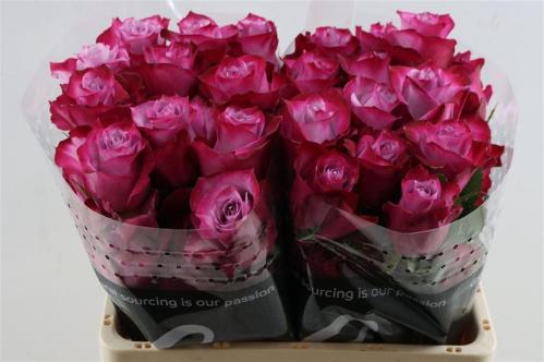 Rosa grootbloemig Deep Purple