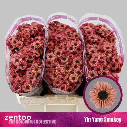 Chrysanthemum (Indicum Grp) tros santini Yin Yang Smokey