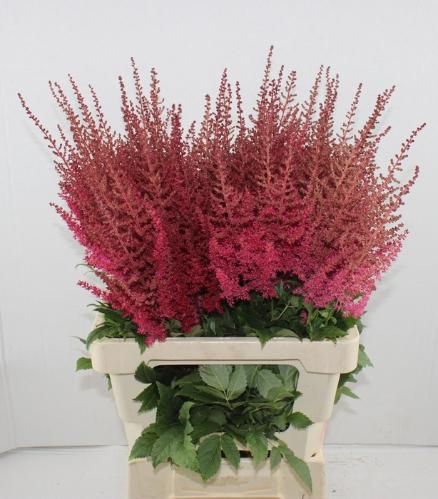 Astilbe Arendsii Grp 'Paul G