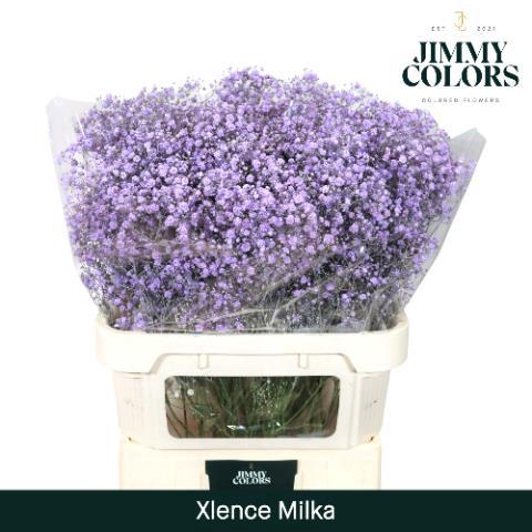 Gypsophila overig kleurbehandeld H%