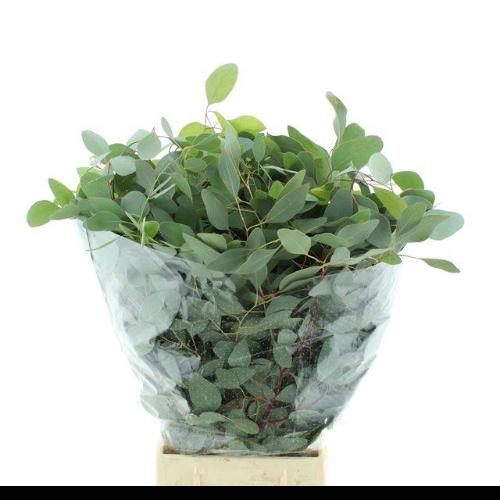 Eucalyptus per bos polyanthemos