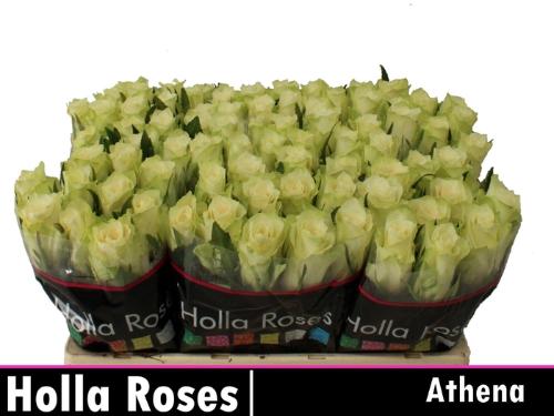 Rosa grootbloemig Athena