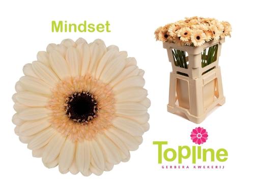 Gerbera mini 'Mindset'