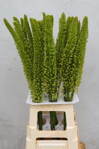 Eremurus 'Yellow Impact'