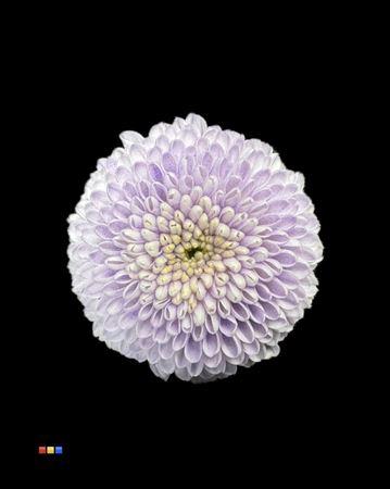 Chrysanthemum Indicum Grp tros santini kleurbehandeld H%