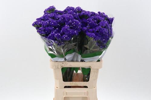 Limonium sinuatum overig