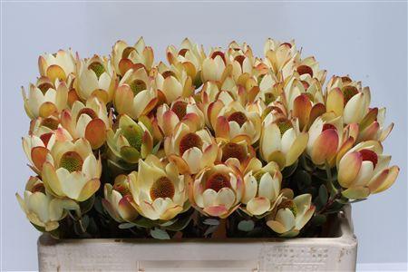 Leucadendron discolor