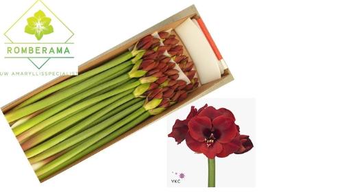 Hippeastrum Galaxy Grp 'Liberty'