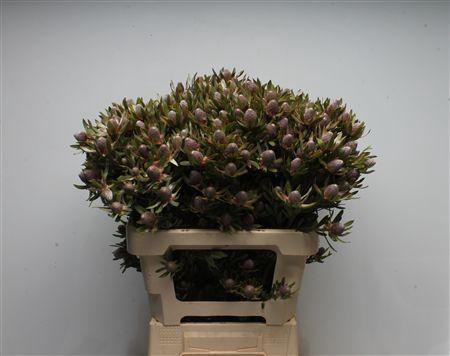 Leucadendron Ayoba Star Pearl