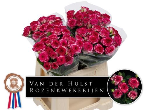 Rosa tros overig