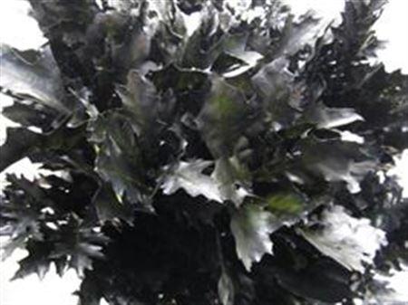 Quercus rubra kleurbehandeld H%