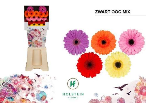 Gerbera mini gemengd op rij
