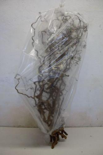 Corylus avellana 'Contorta'