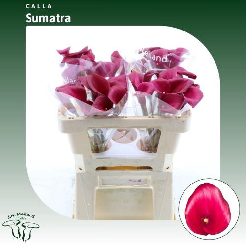 Zantedeschia 'Sumatra'