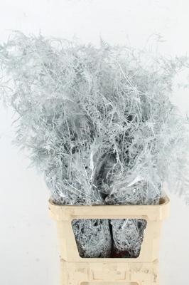 Asparagus overig kleurbehandeld H%