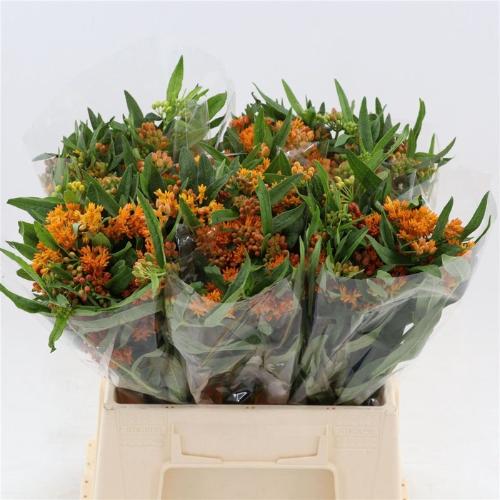 Asclepias tuberosa