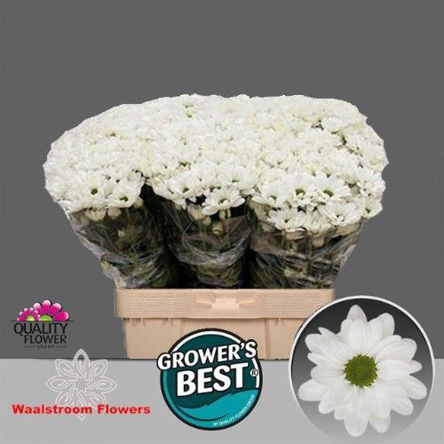 Chrysanthemum (Indicum Grp) tros Ilonka