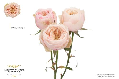 Rosa tros Darlington