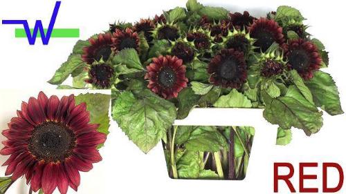 Helianthus overig