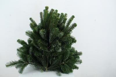 Decoratiegroen groot blad