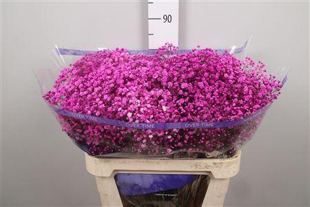 Gypsophila overig kleurbehandeld H%