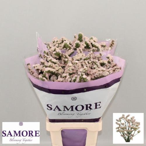 Limonium sinuatum Apricot Sun Birds