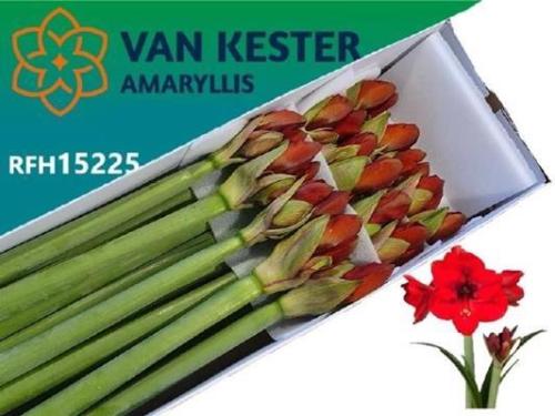 Hippeastrum (Galaxy Grp) 'Tenerife'