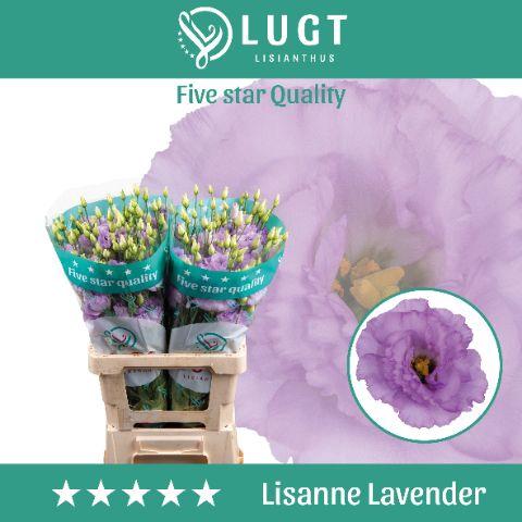 Eustoma russellianum gevuldbloemig Lisanne Deep Lavender