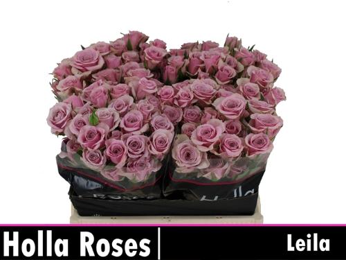 Rosa tros Leila