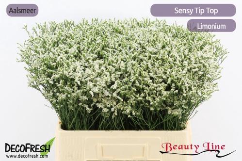 Limonium sinense Sensy Tip Top