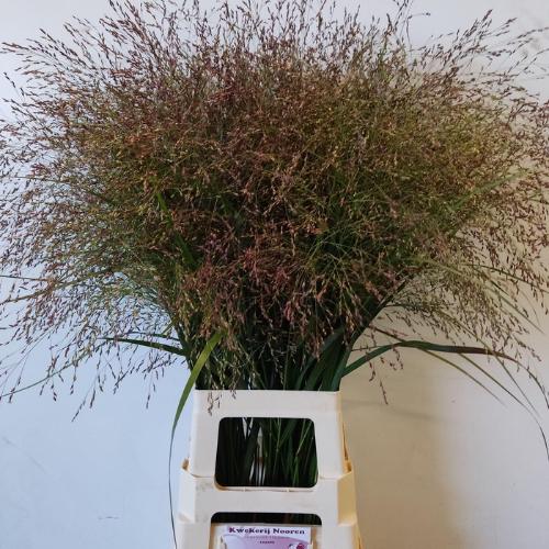 Panicum virgatum 'Warrior'